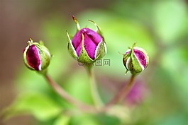 玫瑰,花,花蕾