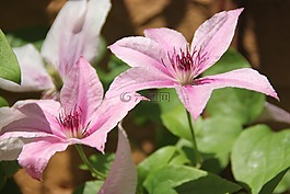 花,植物,粉紫色