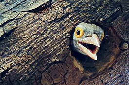 鳥(niǎo),孩子,可愛(ài)