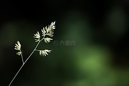 葉草,廠,個(gè)別