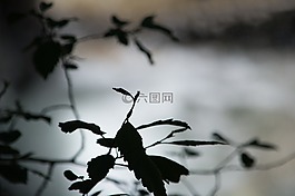 葉子,影子,皮影戲