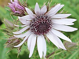 紫薊,berkheya菊,刺花