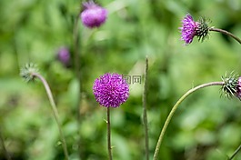 bluets,假发矢车菊,厂