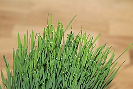 貓草,草,小冰
