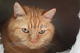 猫,红猫,宠物