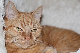 猫,国内的猫,红猫