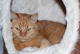 猫,红猫,鲭鱼