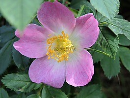 野玫瑰,薔薇科,粉紅色