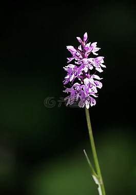 荒地发现兰花,兰花,修补程序 fingerwurz
