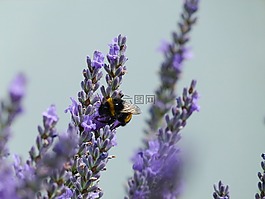 熊蜂,薰衣草,花