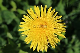 蒲公英,花,黃色的花瓣
