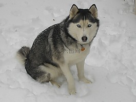 赫斯基,雪哈士奇,冬天
