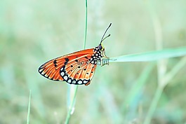 蝴蝶,野性,昆蟲