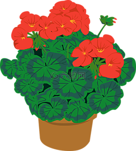 天竺葵,盆栽,開花