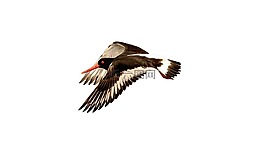 鳥(niǎo),水禽,羽毛