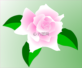 玫瑰,粉紅色,花