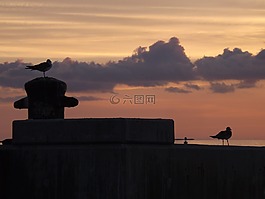 剪影,日落,背光