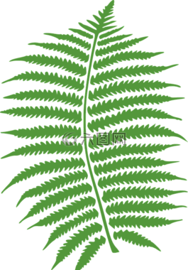 蕨類植物,葉,綠色