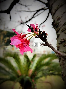 樱花,日产,娇艳
