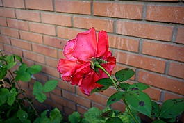 玫瑰,花,盛開(kāi)