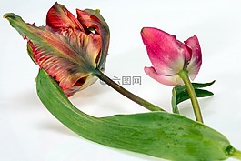 花,郁金香,粉紅色
