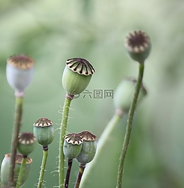 罌粟,性質(zhì),褪色