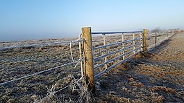 沼泽德和健康,borkum,羊