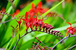花,紅色,綠色