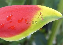 蝎尾蕉,花,鳥(niǎo)的天堂