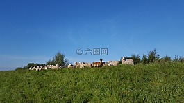 沼泽德和健康,borkum,羊