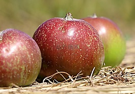 蘋果,紅色,水果