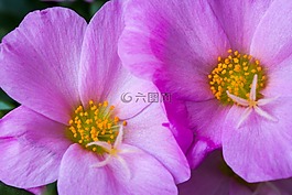 開花,鮮花,宏