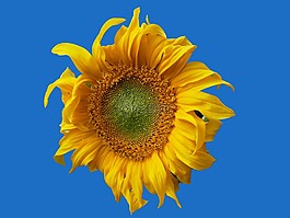 太陽(yáng)花,黃花,開(kāi)花