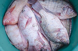 魚,新鮮,食品