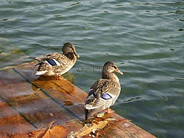 鴨子,鳥,動物
