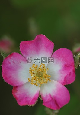 野生玫瑰,夏季,開花
