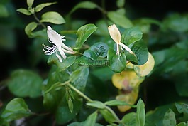索尼-68,性質(zhì),實(shí)驗(yàn)
