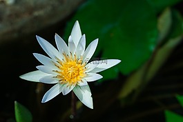 蓮花,花,花卉