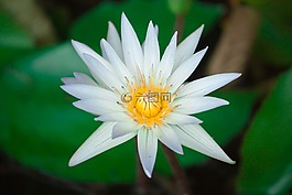 蓮花,花,花卉