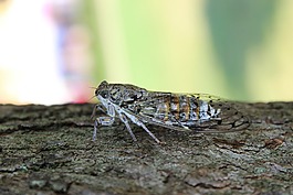 性質(zhì),昆蟲,戶外