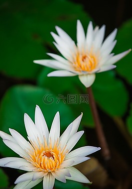 蓮花,花,花卉