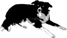 動物,邊境牧羊犬,狗