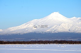 野性天鵝,百日咳,字段