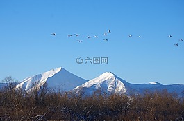 野性天鵝,百日咳,一群