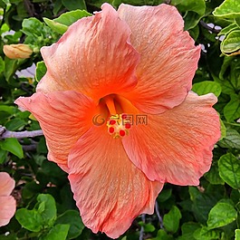槿,花,珊瑚