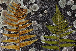 ferns,背景,混凝土