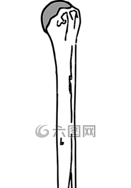 解剖,骨,人類