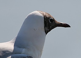 海鸥,嘴鸥,chroicocephalus ridibundus
