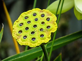 性質(zhì),廠,蓮花