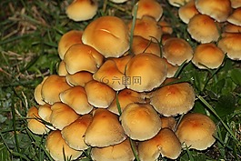 蘑菇,草地上的蘑菇,秋季